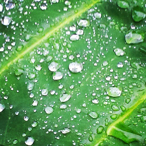 Morning water drops on leaves. #waterdrops #greenleaves #morningdew #themomentschallenge