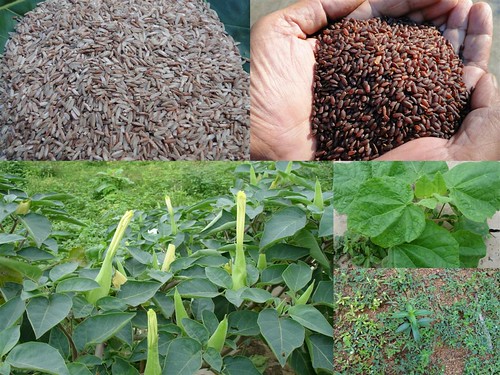 Validated and Powerful Medicinal Rice Formulations for Diabetes (Madhumeha) and Cancer Complications and Revitalization of Pancreas (TH Group-146 special) from Pankaj Oudhia’s Medicinal Plant Database by Pankaj Oudhia