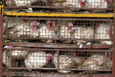 זוגלובק - תרנגולי הודו מתבוססים בצואה בכלובים