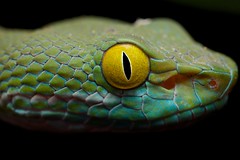 Reptiles (Cambodia)