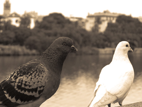 Las palomas y el río by Carlos_JG