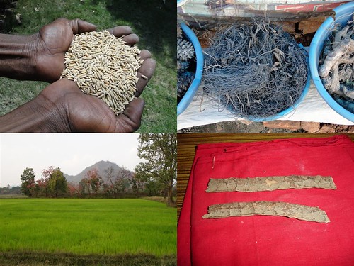 Medicinal Rice Formulations for Diabetes Complications, Heart and Liver Diseases (TH Group-63) from Pankaj Oudhia’s Medicinal Plant Database by Pankaj Oudhia