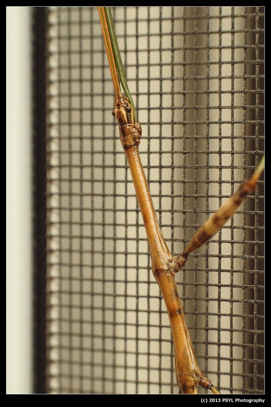 Northern Walkingstick (Diapheromera femorata)