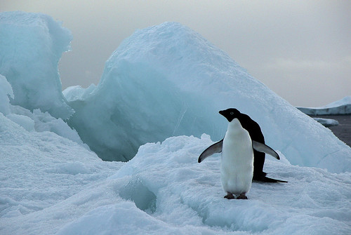 Sea ice with Adelie Penguins - Paulet Island by Hannes Rada