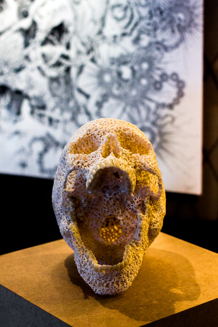 Coral skull