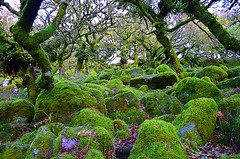 Wistmans Wood - Dartmoor