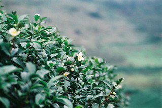Flower of green tea
