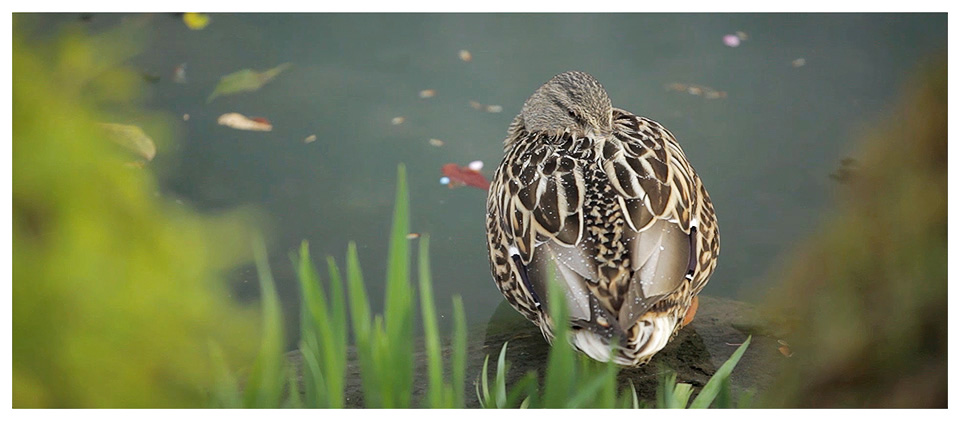 Duck Resting after a Rainstorm at Toji Temple in Kyoto - Japan