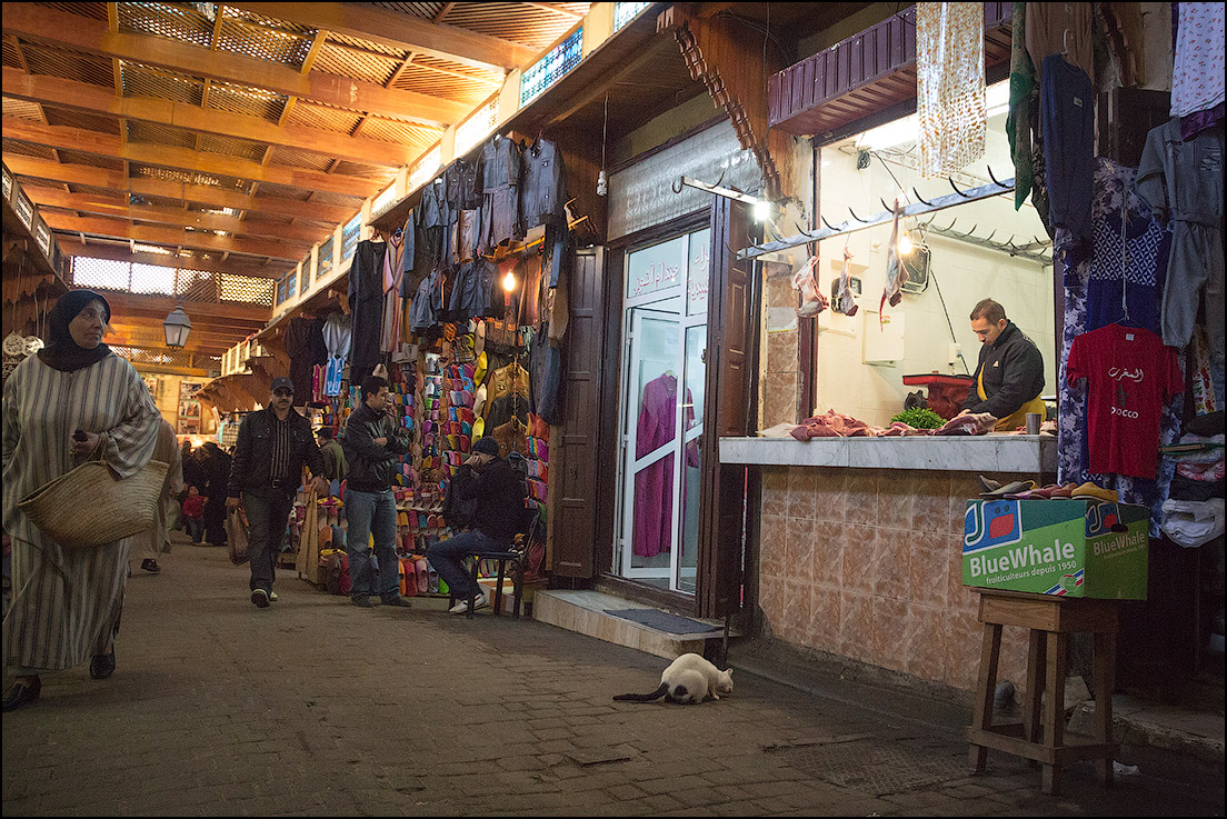 Марокко, январь 2014. Котики и апельсины (Рабат, Шефшауэн, Фес. Много фото!)