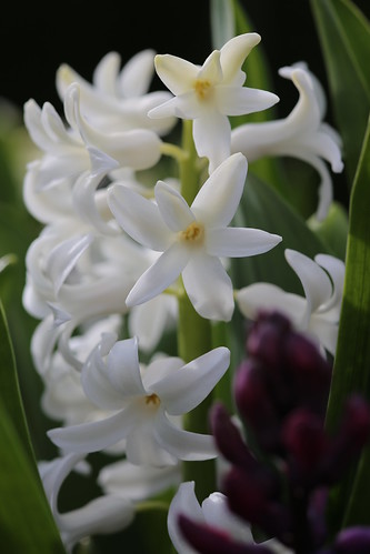 Hyacinth by the 6D and Sigma 105mm f2.8