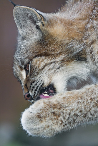 Lynx licking his paw by Tambako the Jaguar
