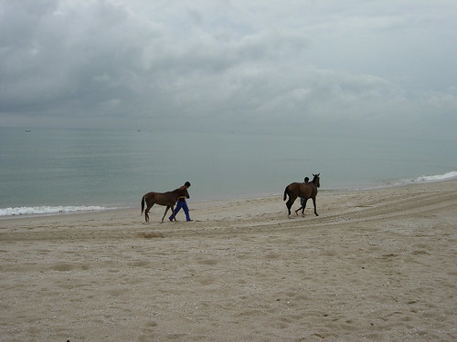 Horses on the beach, Terenganu
