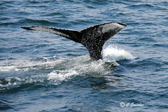 2013-2014   |  WHALE WATCHING  |  CAPE COD