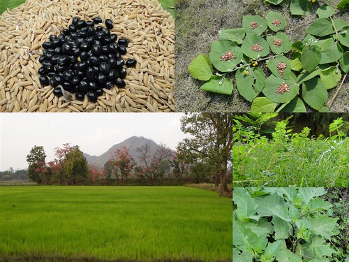 Medicinal Rice Formulations for Diabetes Complications, Heart and Kidney Diseases (TH Group-73) from Pankaj Oudhia’s Medicinal Plant Database by Pankaj Oudhia