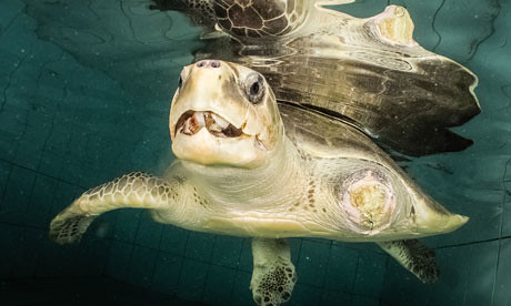 欖蠵龜的變種，生活於海洋廣闊水域中，而非馬爾地夫的環礁潟湖。（攝影：Martin Whiteley/Maldivian Sea Turtle Conservation Programme/Four Seasons Resorts Maldives。）