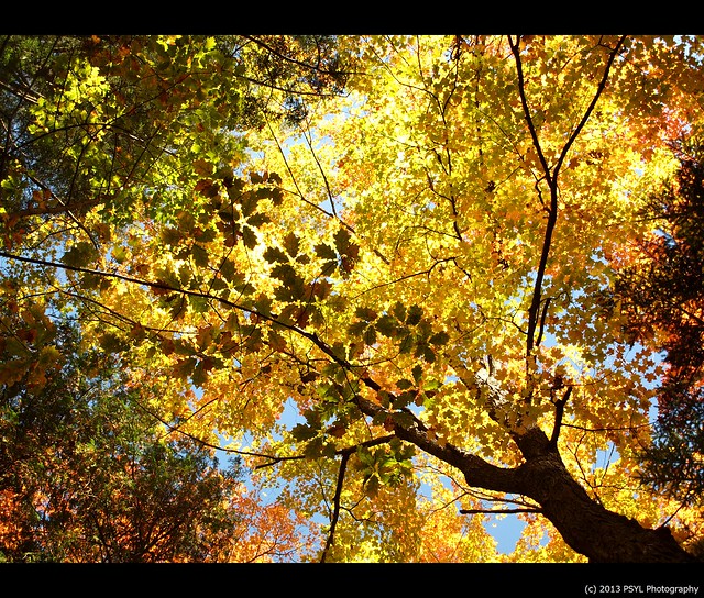 Autumn colours at Jackson Park