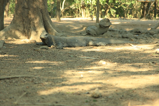 Adult Male Komodo Dragon, Komodo, Indonesia