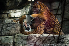 Fighting Tigers