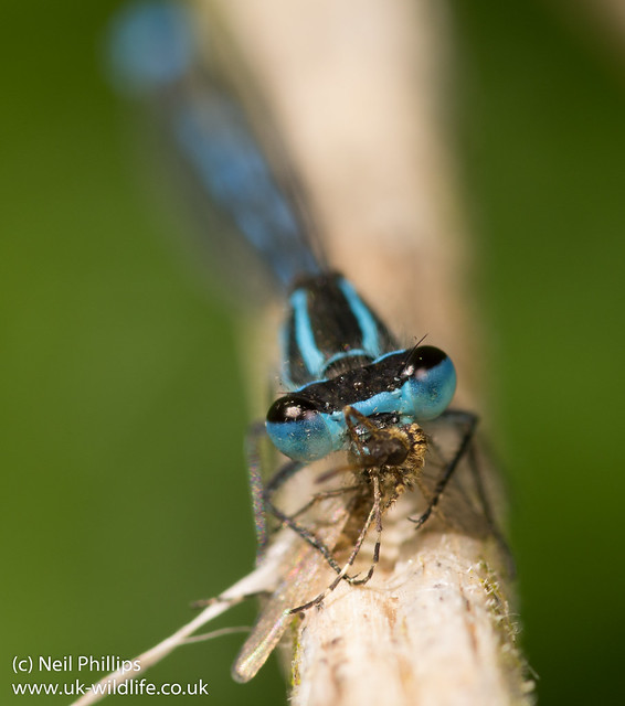 Azure blue damselfly eating a mosquito-2