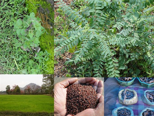 Validated and Potential Medicinal Rice Formulations for Diabetes (MadhuPrameh) and Cancer Complications and Revitalization of Kidney (TH Group-172) from Pankaj Oudhia’s Medicinal Plant Database by Pankaj Oudhia