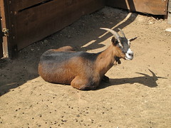 2012_Budakeszi Wildlife Park