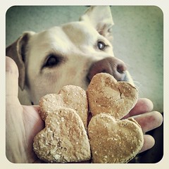 Got Cookie? Zeus loves these treats from #K9Cafe in Charlotte #dogstagram #ilovemydogs #bigdog #ears #instadog #dogtreats #love #hearts