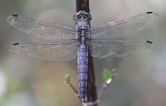 Dragonflies Poland