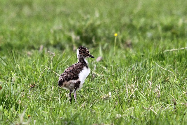 Lapwing chick, Baildon Moor