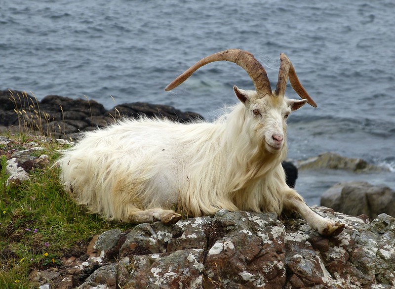 P1050716 - Wild Goat, Isle of Mull