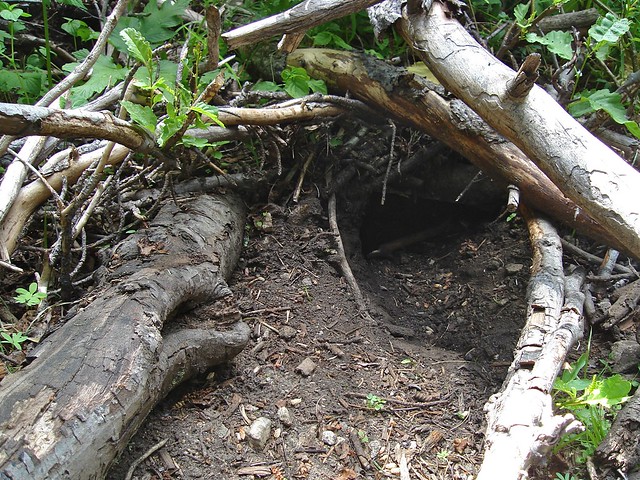 burrow
