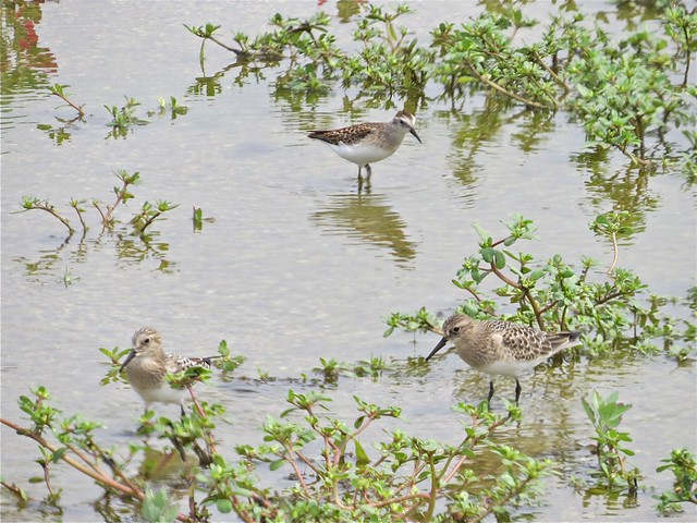 Least and Baird's Sandpiper at El Paso Sewage Treatment Ponds in Woodford County, IL 01