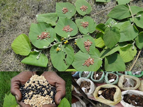 Medicinal Rice Formulations for Diabetes Complications, Heart and Kidney Diseases (TH Group-86) from Pankaj Oudhia’s Medicinal Plant Database by Pankaj Oudhia