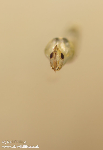 phantom midge larva-6