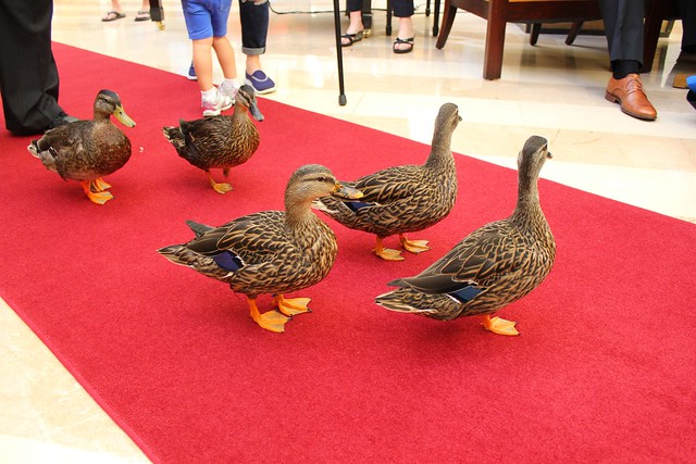 Peabody Orlando ducks