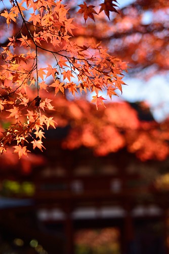 Autumnal leaves of Muro-ji temple No.4.