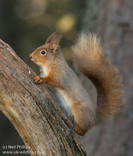 red squirrel-4