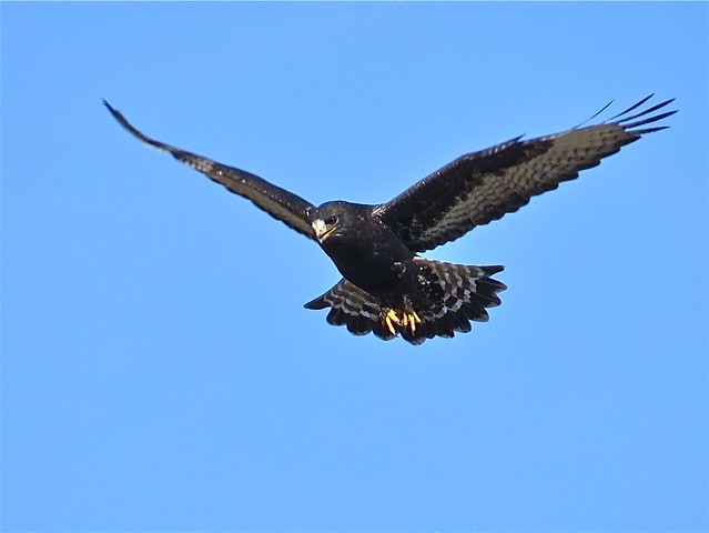 Adult Dark Morph Rough-legged Hawk near Downs, IL 22