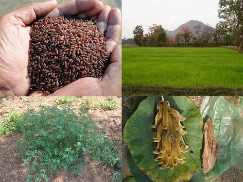 Validated and Potential Medicinal Rice Formulations for Glossopharyngeal neuralgia with Diabetes mellitus Type 2 Complications (TH Group-266) from Pankaj Oudhia’s Medicinal Plant Database by Pankaj Oudhia