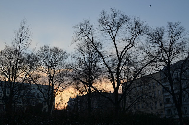 Sunset through the trees at Helmholtzplatz Berlin