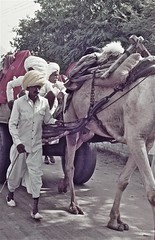 inde /82adieu Pushkar  bonjour Jaïpur