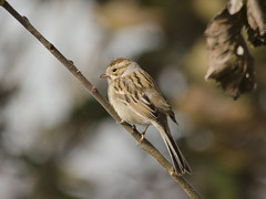 Clay Coloured Sparrow