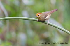 山紅頭 Rufous-capped Babbler