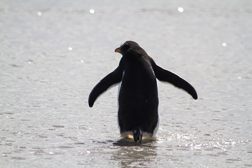 Gentoo Penguins Volunteer Beach Falkland Islands by Brock the Badger