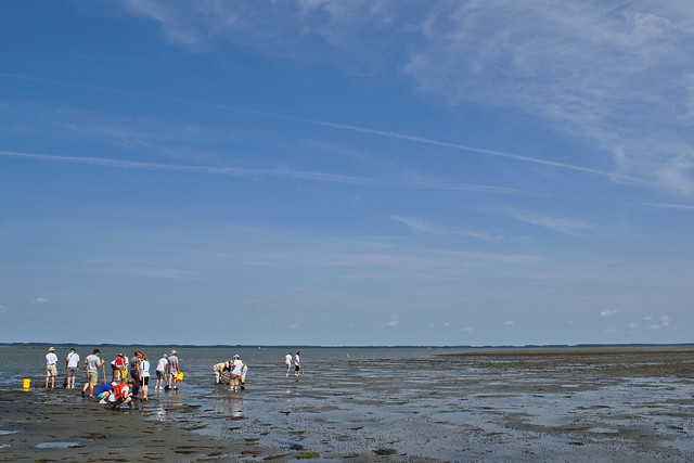 Master Naturalists on the Flats (4)