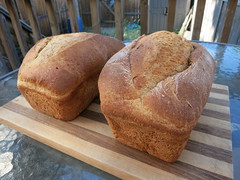 Whole-Wheat Sandwich Bread