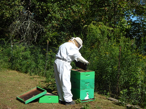 Checking the hives