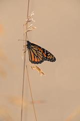 Monarch-43069.jpg by Mully410 * Images