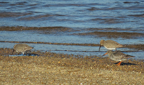 Purple Sandpiper with Dunlin