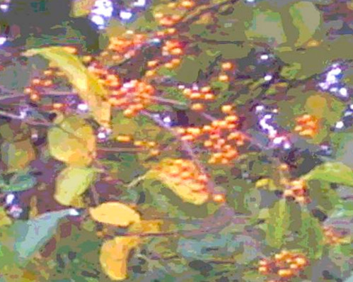 Golden Berries (Posterized) for Painting by randubnick