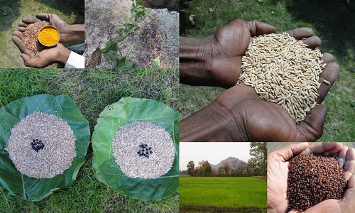 Validated and Potential Medicinal Rice Formulations for Hypertension (उच्च रक्तचाप) with Diabetes mellitus Type 2 (डायबीटीज) Complications (TH Group-332 special) from Pankaj Oudhia’s Medicinal Plant Database by Pankaj Oudhia